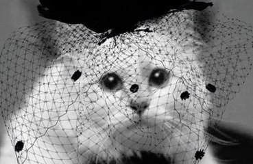 El regreso de Choupette la querida gata y heredera frustrada de Karl Lagerfeld
