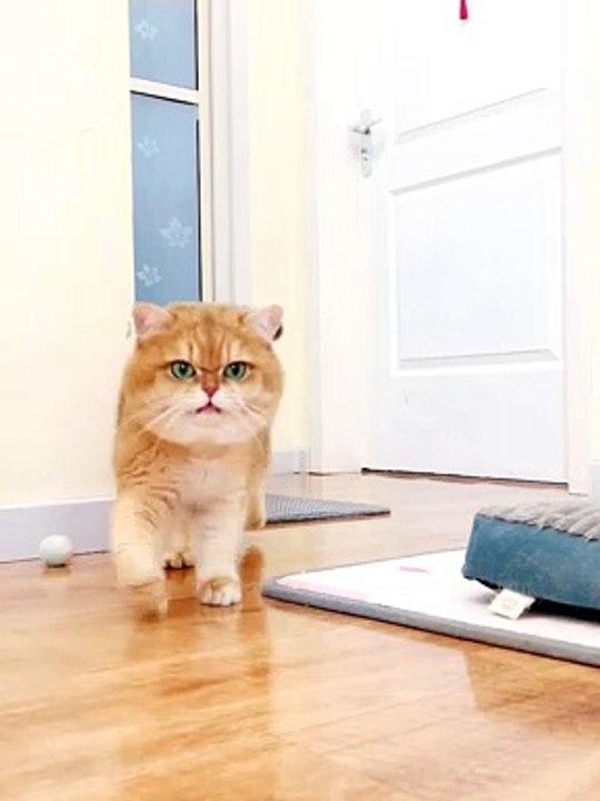 This is a very beautiful cute cat