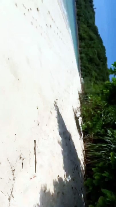 Wasp Carries Away Its Catch