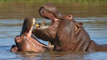 Un hipopótamo murió en Colombia tras ser embestido por un automóvil en una carretera