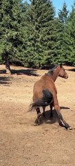 Horse Has a Very Prolonged Fart