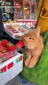 food,rabbit food,peter rabbit food,best rabbit food,food fun village,food for thought,fast food,
