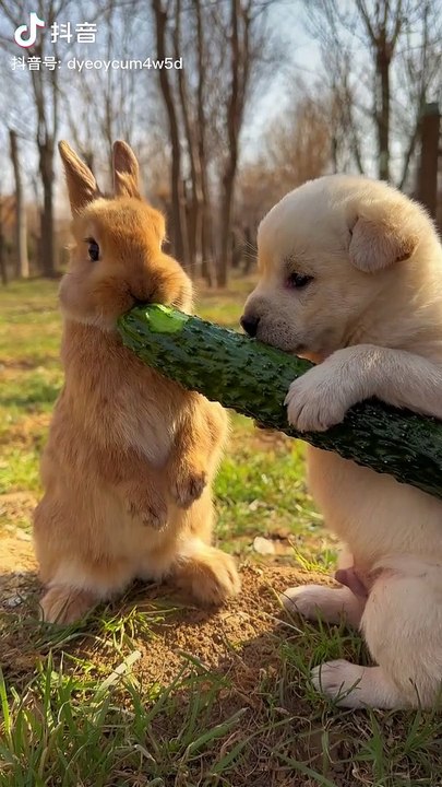 videos,rabbit and dog,funny dog and cute rabbit,dog and rabbit race,bailey dog and rabbit,dog and rabbit