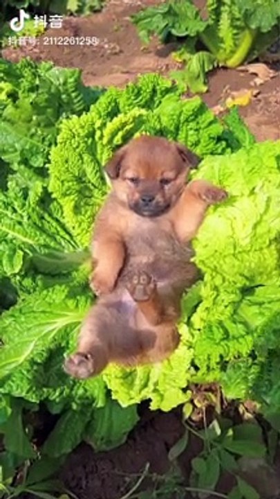 daily vlogs,snow dogs vlogs,dogs,big dogs,cute dogs,dog,snow dogs,guard dogs,funny dogs,dogs