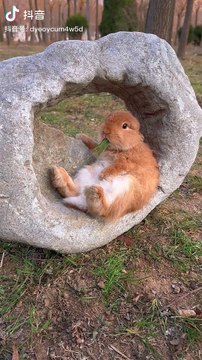 dancing,dancing rabbit,alexrabbit dancing,hip hop dancing,animals dancing,dancing for kids,the