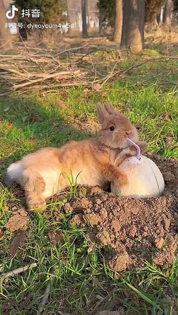 ⁣funny moments,funny bunny,funny moment,moments,funny,funny animal videos,funny