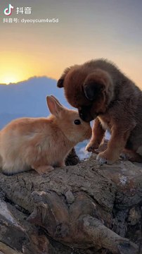 dog,friends,dog and rabbit best friends,dog and rabbit,dog rabbit,dog and rabbit friend,dog rabbit friends,friend,dog and rabbit