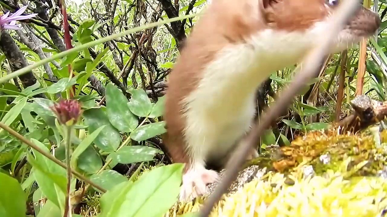 Top 10 Cute Animals In The World _ video Dailymotion