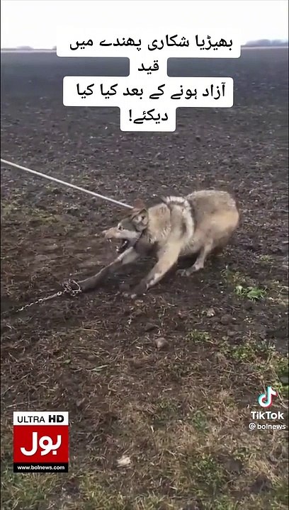 Wolf | wolf stuck | angry wolf
