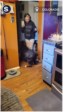 Dog 'Hugs' Owner After More Than 100 Days Apart