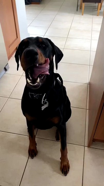 Arnie the Houdini Hound