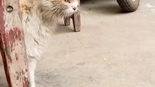 Funny cat videos | cute cats | Try not to laugh | Cat videos Compilation 2023