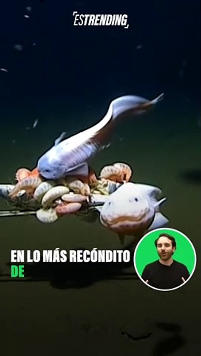 Algo nunca antes visto: filman a un pez a 8.336 metros de profundidad