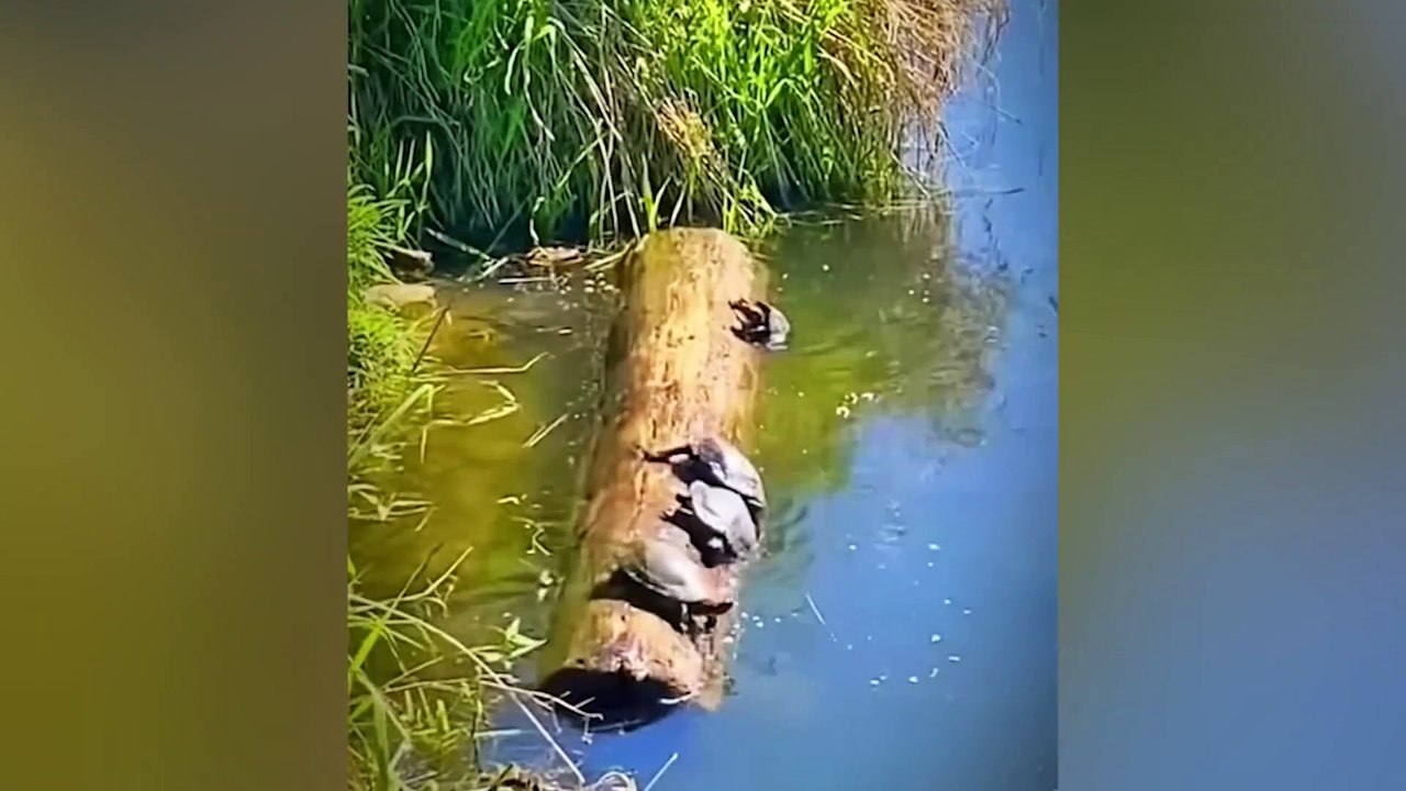 Funny Animals That Always Make Us LAUGH