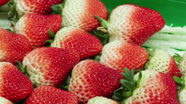 [녹색] '연중 내내 수확' 국산 딸기 해외서도 인기 / YTN