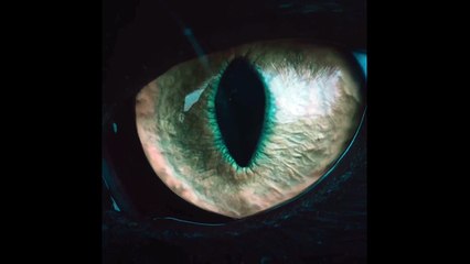 A Short Story Bande-annonce (EN)