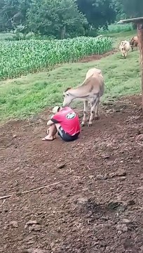 Finge di essere triste gli animali lo consolano