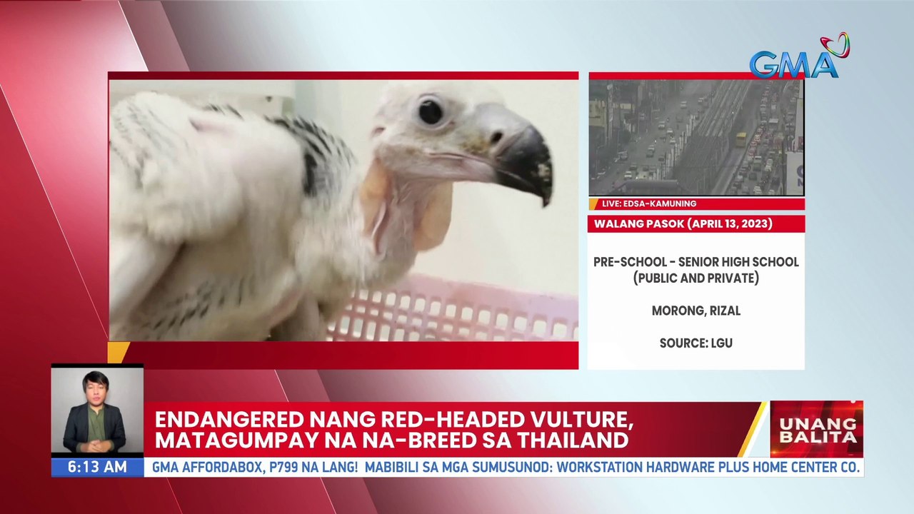 Endagered nag red-headed vulture, matagumpay na na-breed sa Thailand | UB