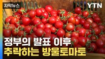 [자막뉴스] 방울토마토 가격 77% 급락...