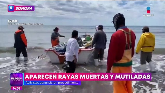 Aparecen cientos de rayas muertas en Huatabampito