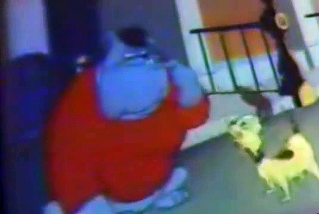 Sylvester and Tweety 1976 Sylvester and Tweety 1976 E033 Tree For Two