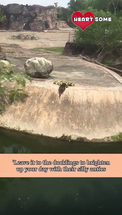 Mama Duck Teaching Ducklings How to Swim  Heartsome