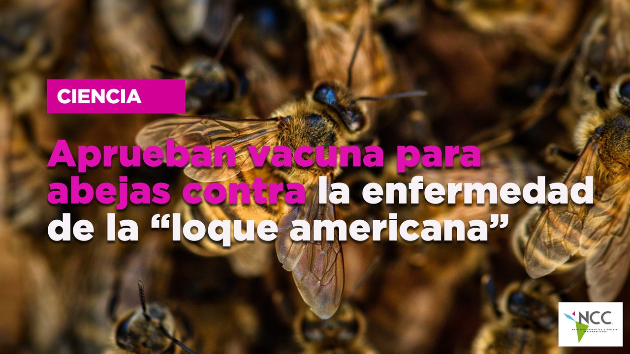 Aprueban vacuna para abejas contra la enfermedad de la “loque americana ...