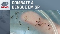 Cidade de São Paulo espalha armadilhas contra larvas do mosquito da dengue