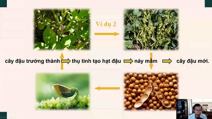 Sinh 11 - Bài 41 Sinh sản vô tính ở thực vật