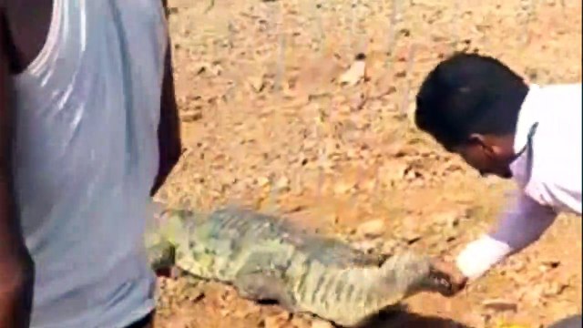 जंगल से आबादी की तरफ आने लगे कई प्रकार के वन्यजीव