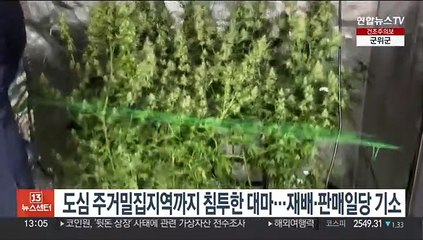 도심 주거밀집지역까지 침투한 대마…재배·판매일당 기소