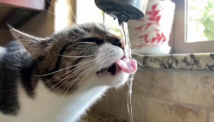 Drinking cat best animals video