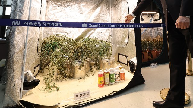 주택가에 '대마 공장' 차려 제조·판매한 4명 구속기소 / YTN