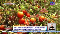 Mga tanim na bell pepper at kamatis, hindi na inani dahil sa napakababang bentahan | BT