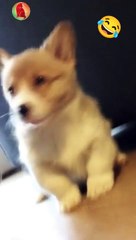 Adorable little dog howling funny