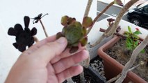 Cómo REPRODUCIR Planta Suculenta Rosa Negra Mediante ESQUEJES  Aeonium