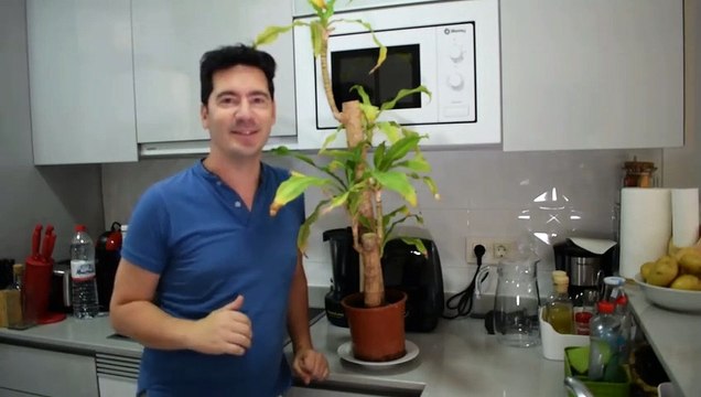 CREA UN POTENTE ABONO, REVITALIZA A TUS PLANTAS!!! ABONO DE GLUCOSA PARA PLANTAS