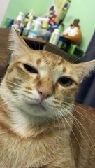 Project Spam Kocheng Eps 2