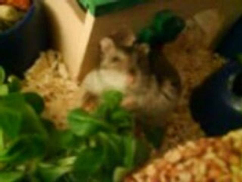 Bibiche 1