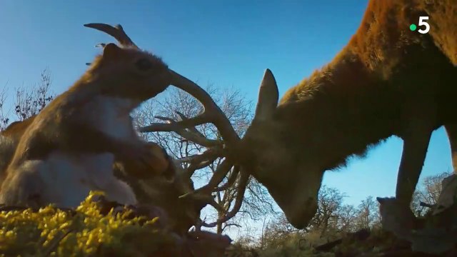 Caméras espions en terre animale - Dans l'hémisphère Nord