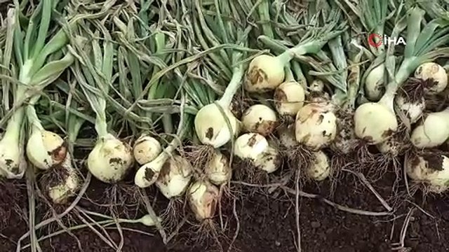 Soğanda yoğun hasat dönemi başlıyor, fiyatlar düşecek