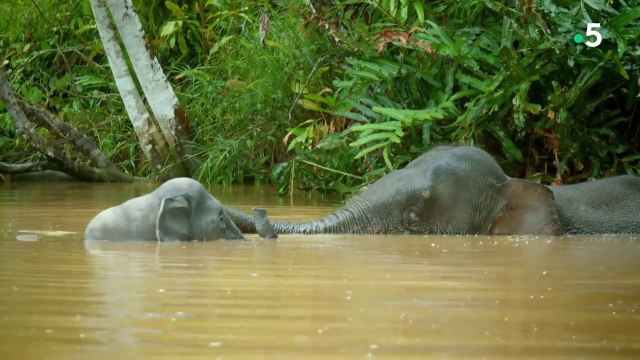 Caméras espions en terre animale - Sous les tropiques