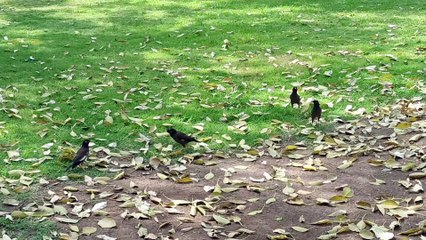 Beautiful bird's charming ️️️️