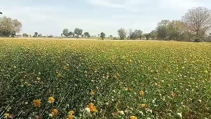 वीडियो स्टोरी : खंडवा में कुसुम फूल की खेती से लाखों की मालकिन बनीं 12 महिलाएं