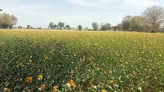 वीडियो स्टोरी : खंडवा में कुसुम फूल की खेती से लाखों की मालकिन बनीं 12 महिलाएं