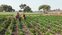 खंडवा में कुसुम की खेती कर लखपति बनी महिलाएं