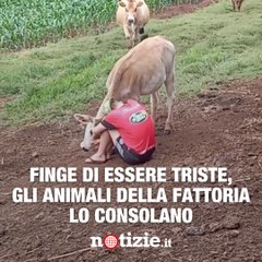 Finge di essere triste: gli animali della fattoria lo consolano