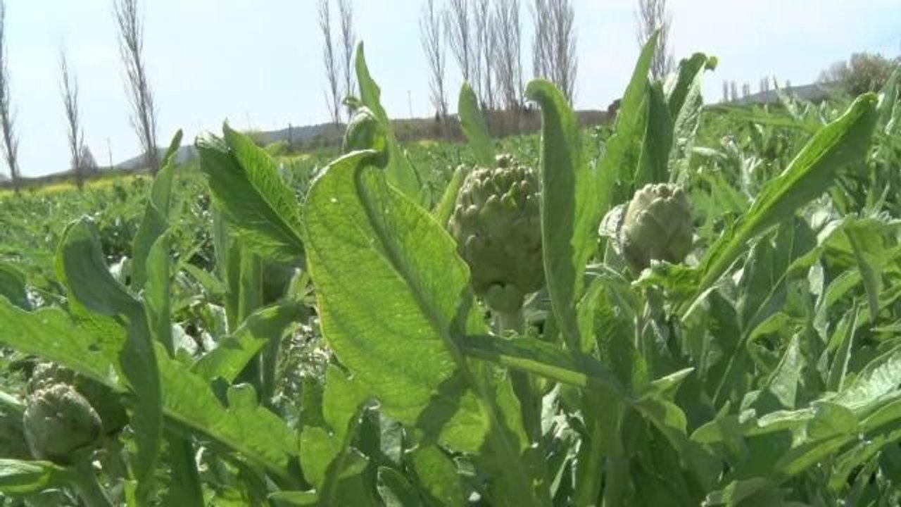 Seferihisar Belediye Başkanı Yetişkin: "Herkesi Seferihisar'a Enginar Yemeğe Davet Ediyoruz"