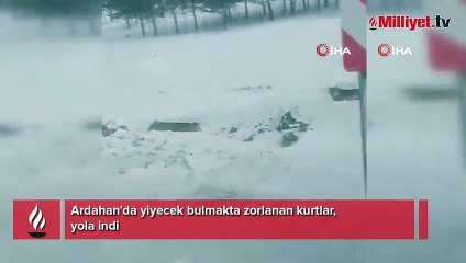 Ardahan'da kurtlar karayoluna indi