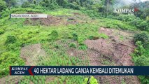 Ladang Ganja Seluas 40 Hektar Kembali Ditemukan